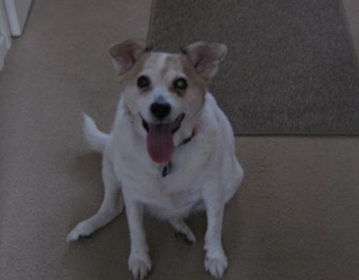 Sweet little Sian — Unknown