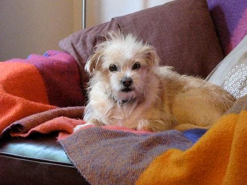 Senorita Mimi – a little character! — Unknown