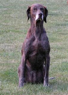 The Woof Factor – Winners announced — Unknown