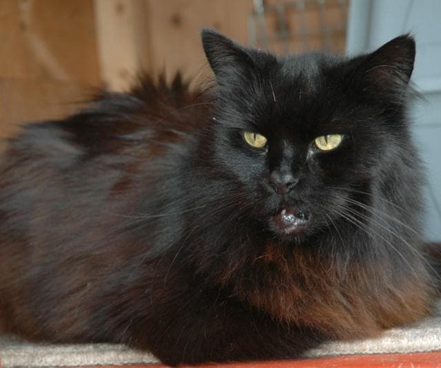 Tom & Jerry — Unknown