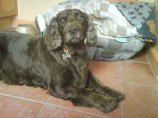 Nike wins over his fosterers! — Unknown