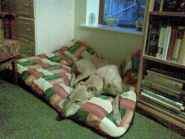 Suzy Settles In — Unknown