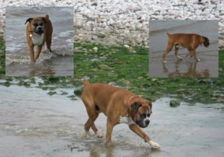 Sweet Samson … enjoying the seaside! — Unknown