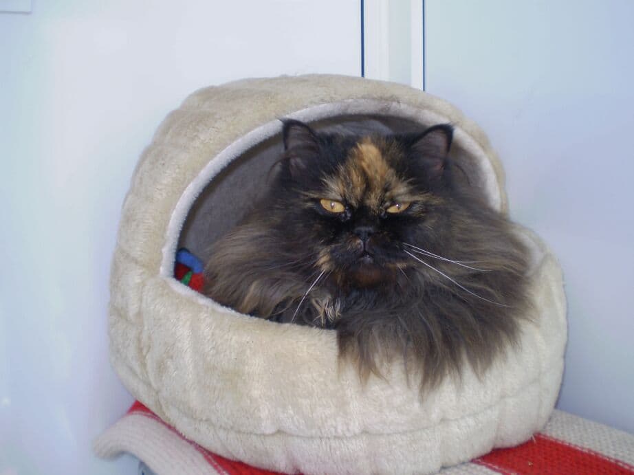 Asha and Susie — Unknown