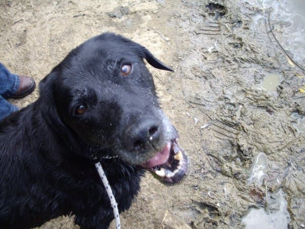 Gentleman Jake Moves In — Unknown