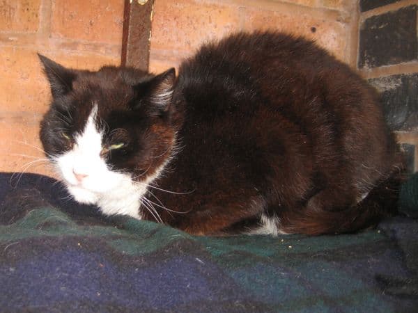 Tinkerbell — Unknown