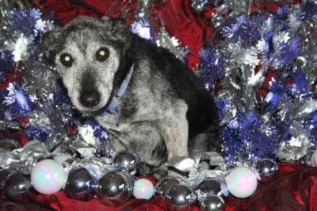 Watchful Boysie — Unknown