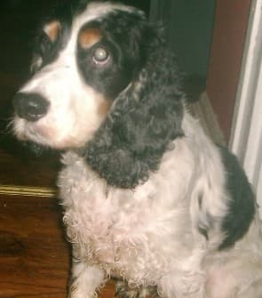 Beautiful Barney — Unknown