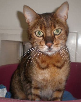 Hercules — Unknown