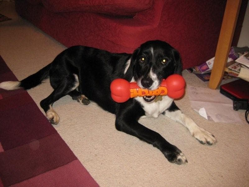 Dynamic Dotty is having a ball — Unknown