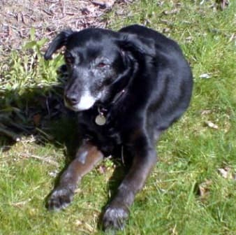 Marvellous Molly – gentle Crossbreed — Unknown