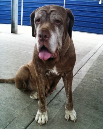 Red Bear — Unknown