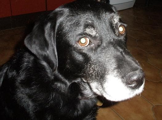 Beethoven — Unknown