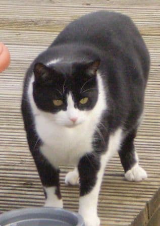 Angel and Tizz — Unknown