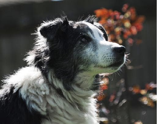 Larry the old lamb — Unknown