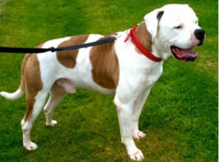 Munchkin — Unknown