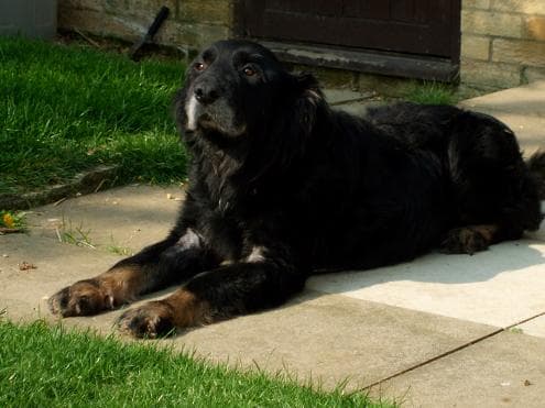 Mellow Ollie – soulful soldier — Unknown