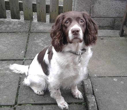 Jess Springer – Loving and cuddly — Unknown