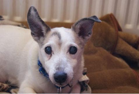 Tiny Tilly — Unknown