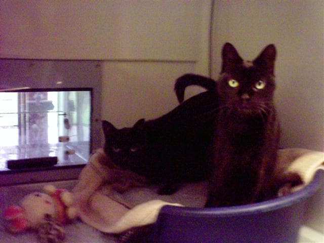 Mervin and Prince — Unknown