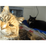 Rainbow and Tania — Unknown