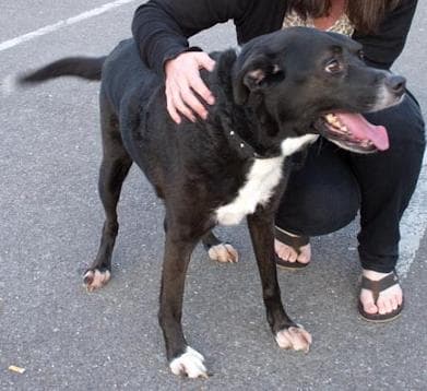 Poorly Pongo — Unknown