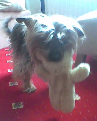 Tiny Tyson, Big Happiness! — Unknown