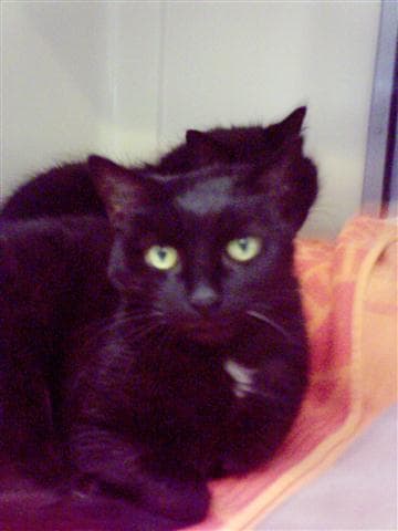 Tilla & Scruff — Unknown