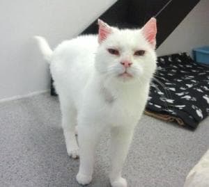 Presley Girl — Unknown