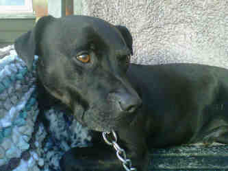 Springer — Unknown