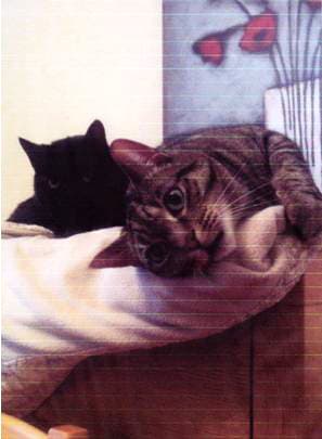 Pete and Ollie — Unknown