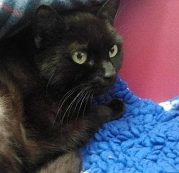 Magic & Mischief — Unknown