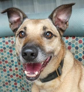 Biscuit – girl! — Unknown