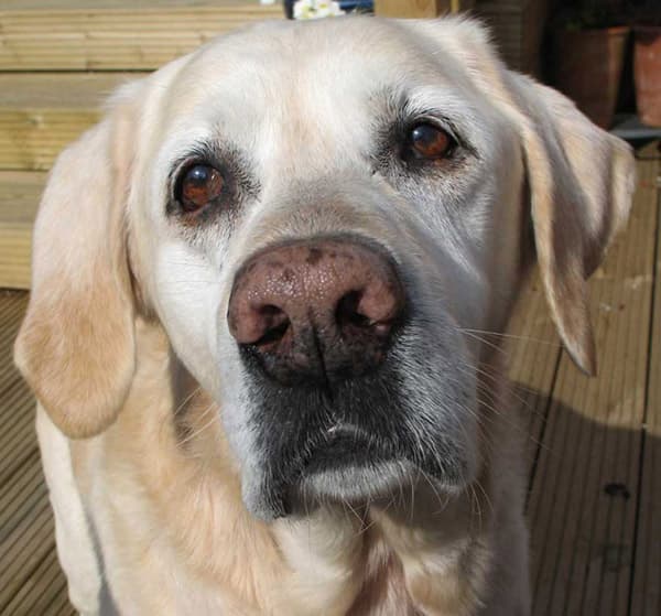 Super Sam — Unknown