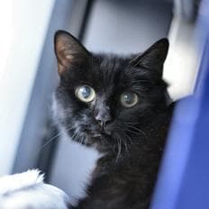 Claudia and Octavia — Unknown