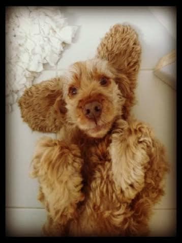 Woof Factor 2014 Regional Results — Unknown