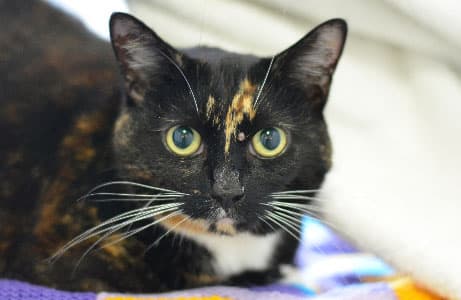 Babooshka — Unknown