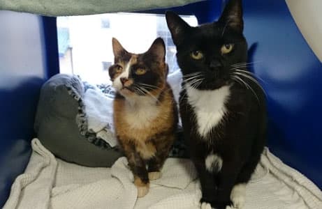 Tiger-Lily and Alfie — Unknown