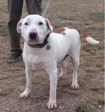 Brilliant Bullseye — Unknown