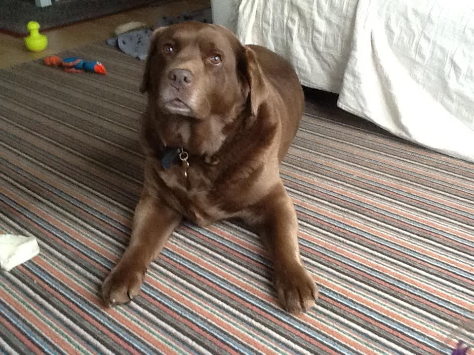 Coco the Belle, choccy heaven — Unknown