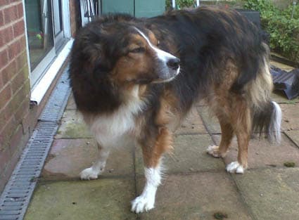 Ben, squirrel hunter extraordinaire! — Unknown
