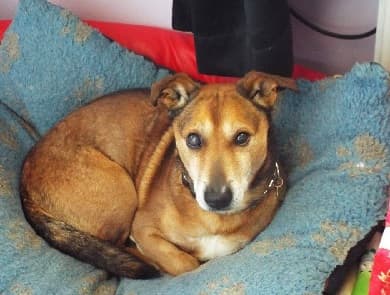 Sweet Little Roman — Unknown