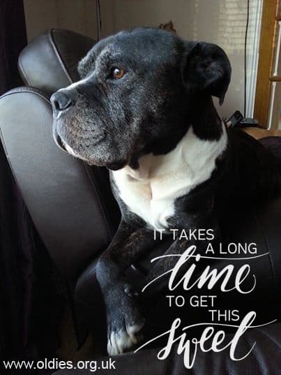 *Help the Sugar Frosted* — Unknown