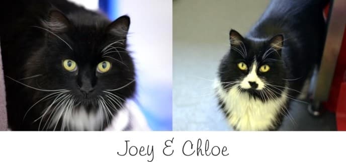 Chloe & Joey — Unknown