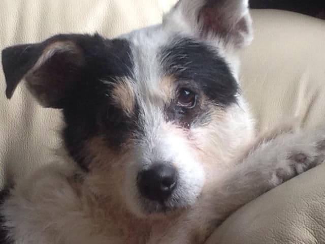 Pottering Patch — Unknown