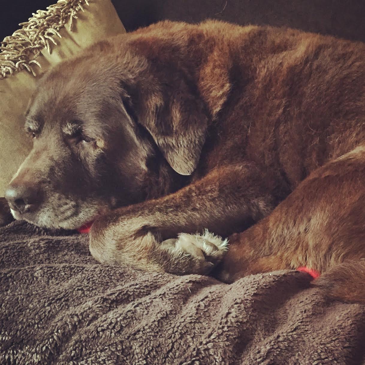 Woof Factor 2016 Results — Unknown