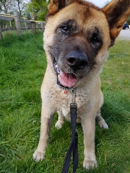 Hoshi girl — Unknown