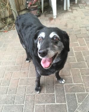 Ever Buoyant Bonnie! — Unknown