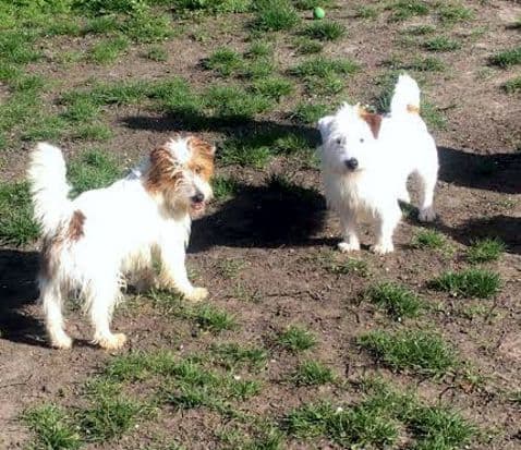 Ted and Fido — Unknown