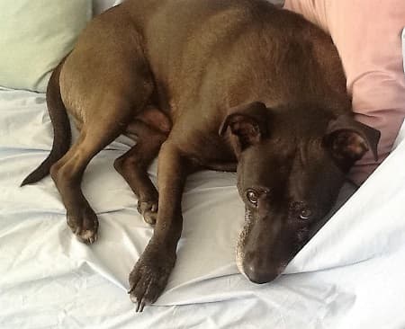 Best Boy Bob — Unknown